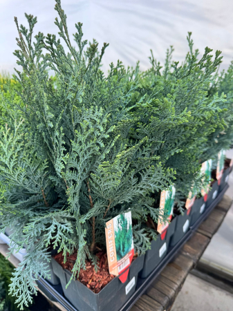 Conifere Mix P17 este un amestec de conifere decorative [5]