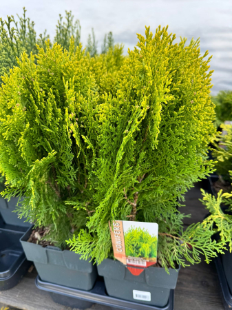 Conifere Mix P17 este un amestec de conifere decorative [3]