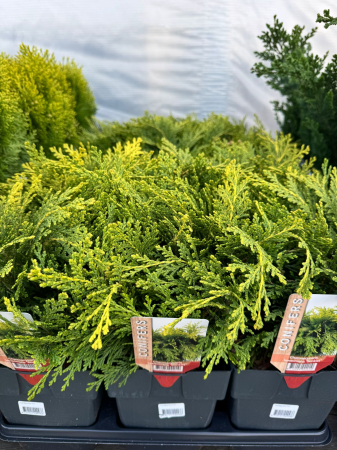 Conifere Mix P17 este un amestec de conifere decorative [2]