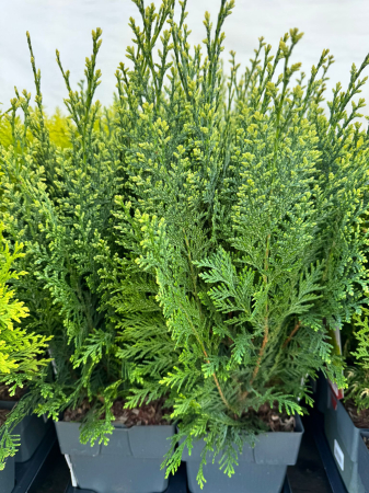 Conifere Mix P17 este un amestec de conifere decorative [4]