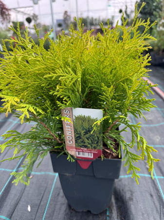 Mix de conifere decorative (Picea, Thuja, Chamaecyparis) [6]