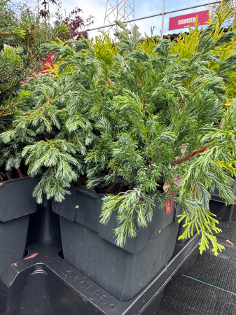 Mix de conifere decorative (Picea, Thuja, Chamaecyparis) [4]