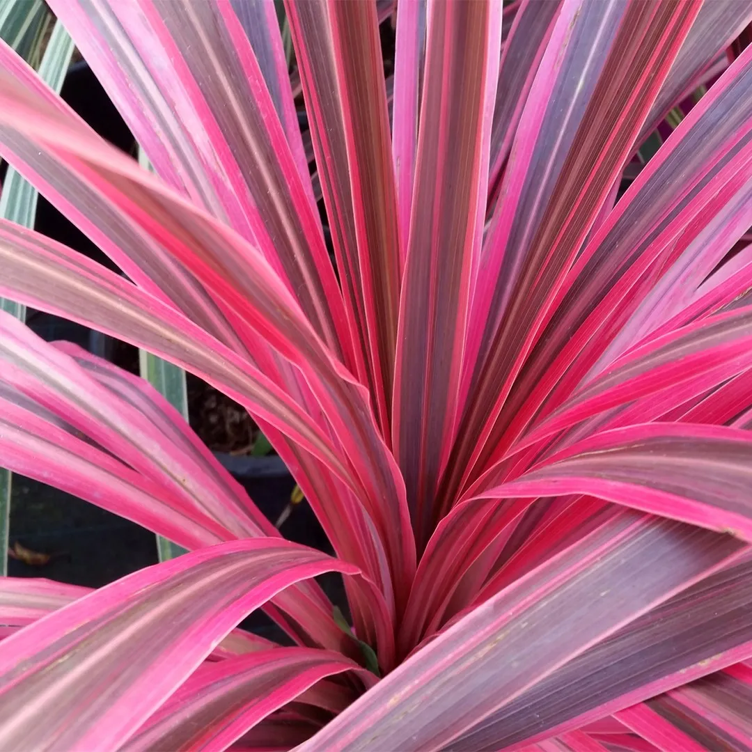 Cordyline Southern Splendour – C3 [1]