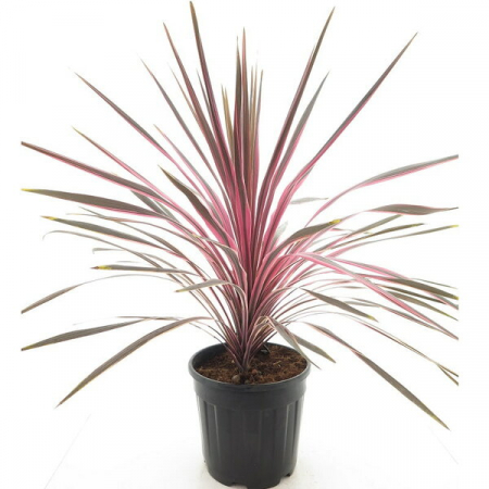 Plante decorative prin frunze - Cordyline Southern Splendour – C3
