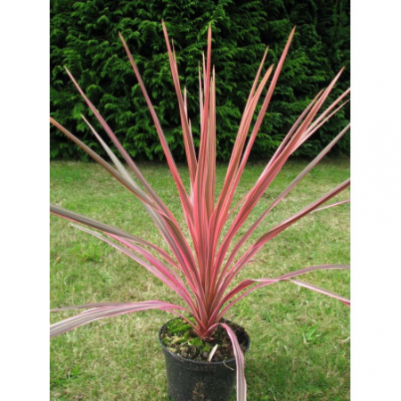 Cordyline Southern Splendour – C3 [2]