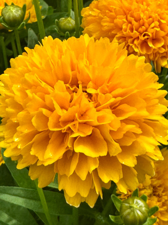 Plante decorative prin floare - Coreopsis 'Golden Sphere' P12, plantă perenă ornamentală
