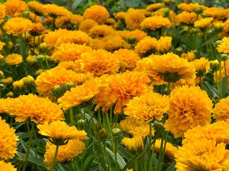 Coreopsis 'Golden Sphere' P12, plantă perenă ornamentală [2]