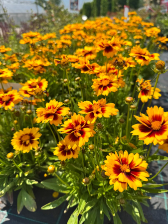 Plante Perene - Coreopsis Solanna Sunset Bright C1.5 este o plantă perenă