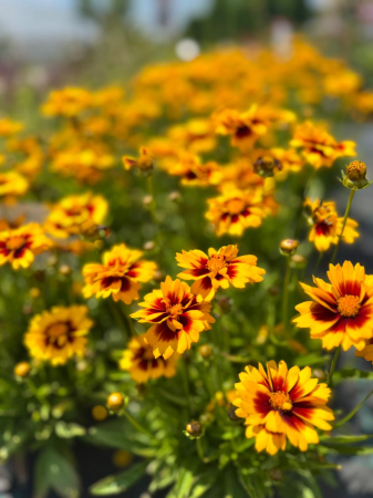 Coreopsis Solanna Sunset Bright C1.5 este o plantă perenă [2]