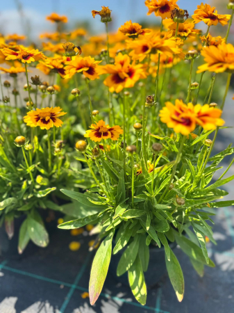 Coreopsis Solanna Sunset Bright C1.5 este o plantă perenă [1]