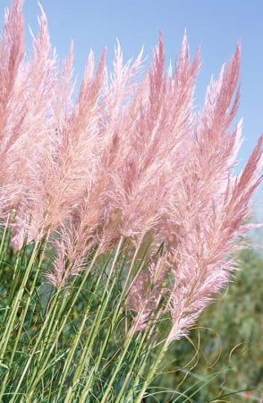 Cortaderia Rosea – C3