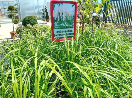 Cortaderia selloana [1]