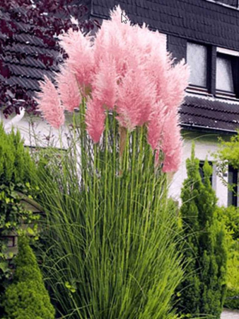 Cortaderia ‘Rosea’ este o iarbă ornamentală [0]