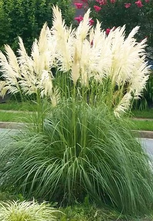 Cortaderia ‘White’ [0]
