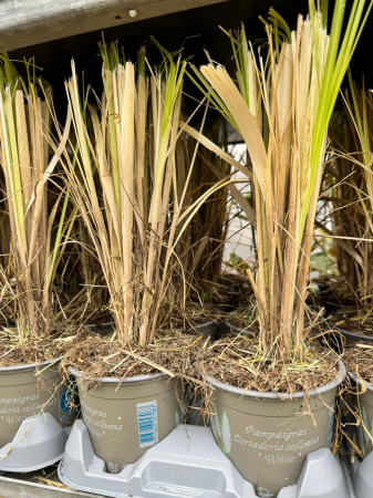 Cortaderia ‘White’ [1]