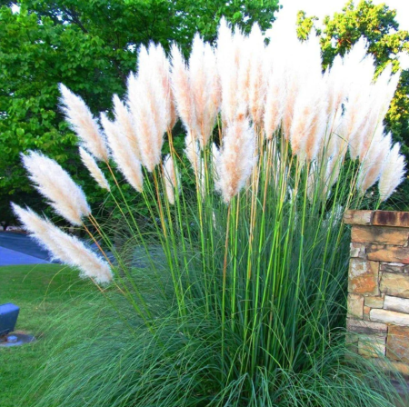 Cortaderia ‘White’ [2]