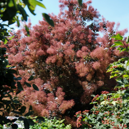 COTINUS Magical Red Fountain [1]