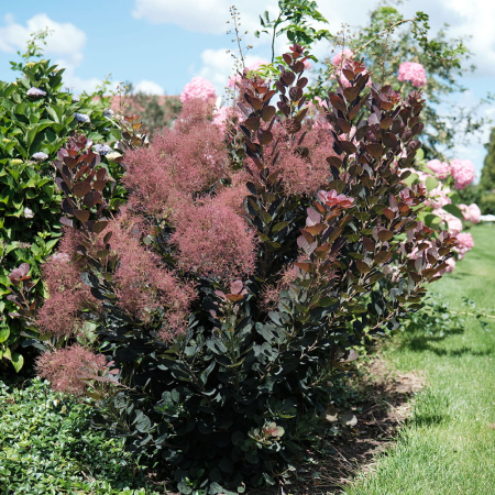 Cotinus 'Magical Torch' C5, arbust ornamental [2]