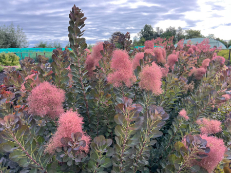 Cotinus 'Magical Torch' C5, arbust ornamental [3]