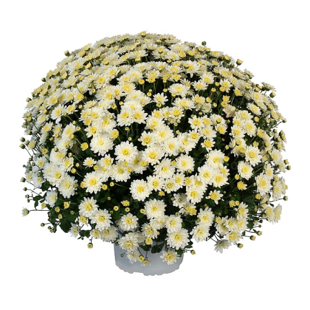 Crizanteme - Crizantema Ace White – C3
