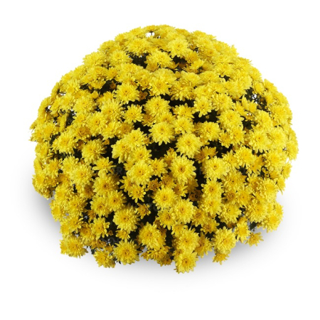 Crizanteme - Crizantema Amadore Yellow – C3