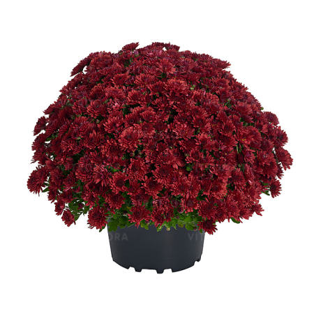 Crizanteme - Crizantema Amelie Red V