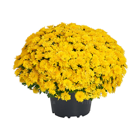 Crizanteme - Crizantema Amelie Yellow V
