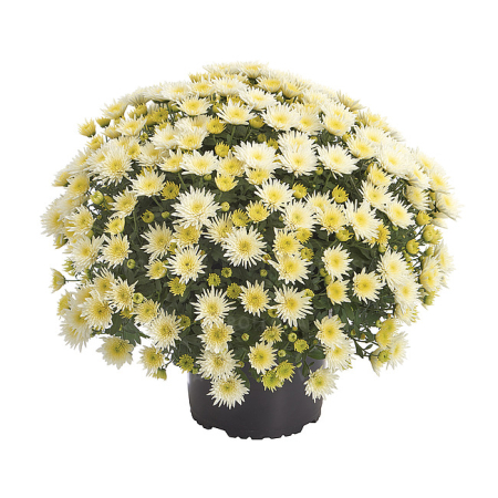 Crizanteme - Crizantema Blomski White V – C3