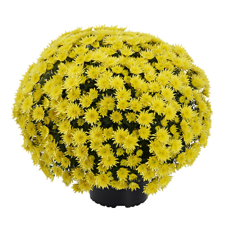 Crizanteme - Crizantema Blomski Yellow – C3