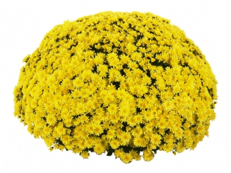 Crizanteme - Crizantema Boston Yellow – C3