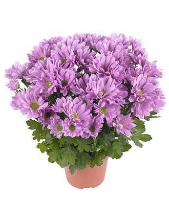 Crizanteme - Crizantema Breeze Rosy V