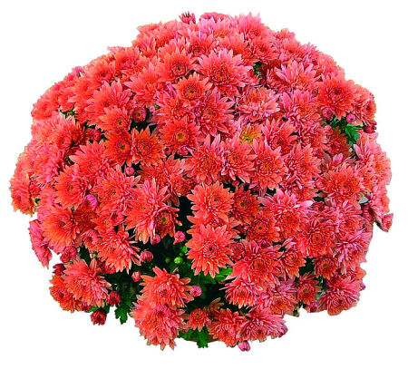 Crizanteme - Crizantema Coeur de Lorraine Bronze V