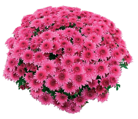 Crizanteme - Crizantema Coeur de Lorraine Mauve