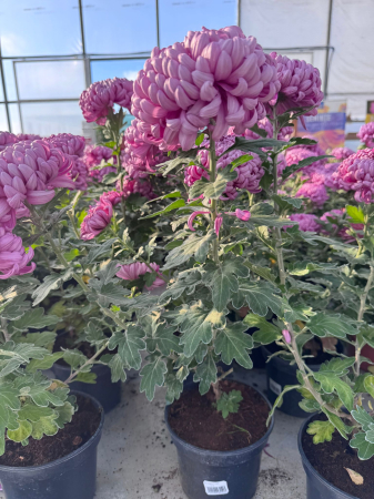 Crizantema Cosmo Purple