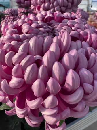 Crizantema Cosmo Purple [1]