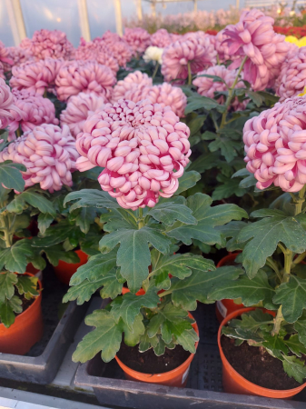 Crizanteme - Crizantema Cosmo Purple în ghiveci P12