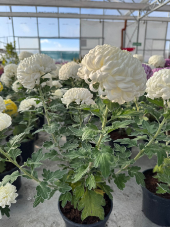 Crizantema Cosmo White – C1.5 [1]