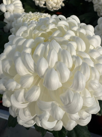 Crizantema Cosmo White – C1.5