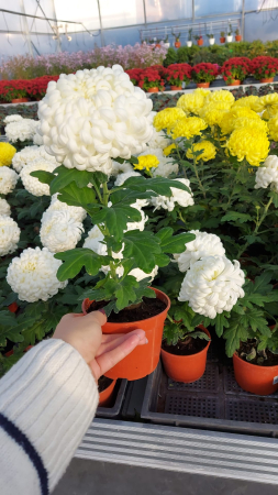 Crizanteme - Crizantema Cosmo White în ghiveci P12