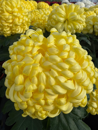 Crizantema Cosmo Yellow Impr