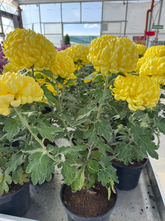 Crizantema Cosmo Yellow Impr [1]