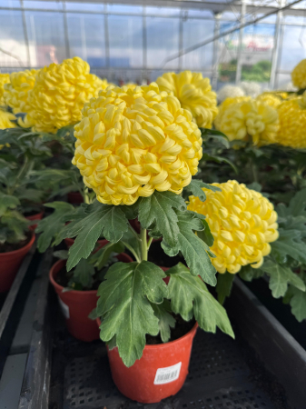 Crizanteme - Crizantema Cosmo Yellow Improved în ghiveci P12