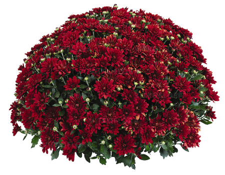 Crizantema Fiesta Red – C3