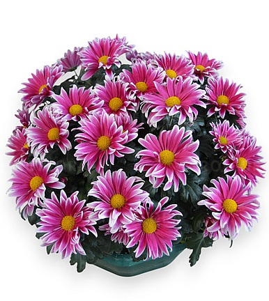 Crizanteme - Crizantema Flash Look Fanfan Light V