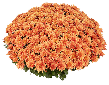 Crizanteme - Crizantema Homerun Orange V