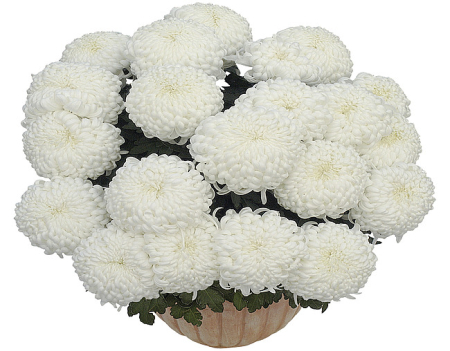 Crizanteme - Crizantema Komodo Blanc