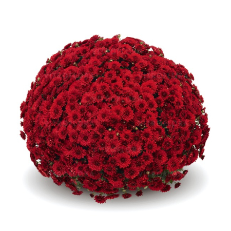 Crizanteme - Crizantema Lariva Red – C3