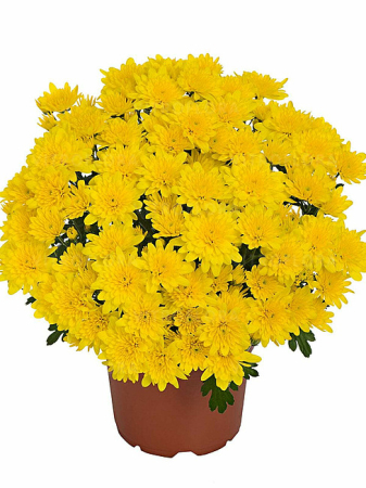 Crizanteme - Crizantema Milkshake Banana