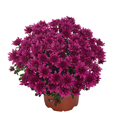 Crizanteme - Crizantema Milkshake Cherry