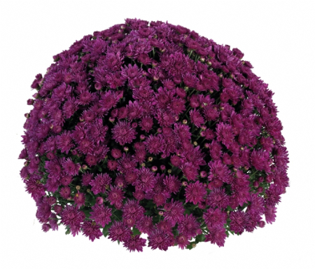 Crizanteme - Crizantema Paula Mauve – C3